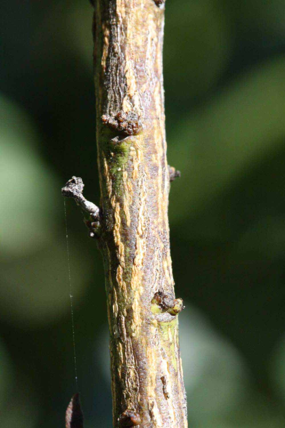              Second - third year twig (Riverside, CA)       